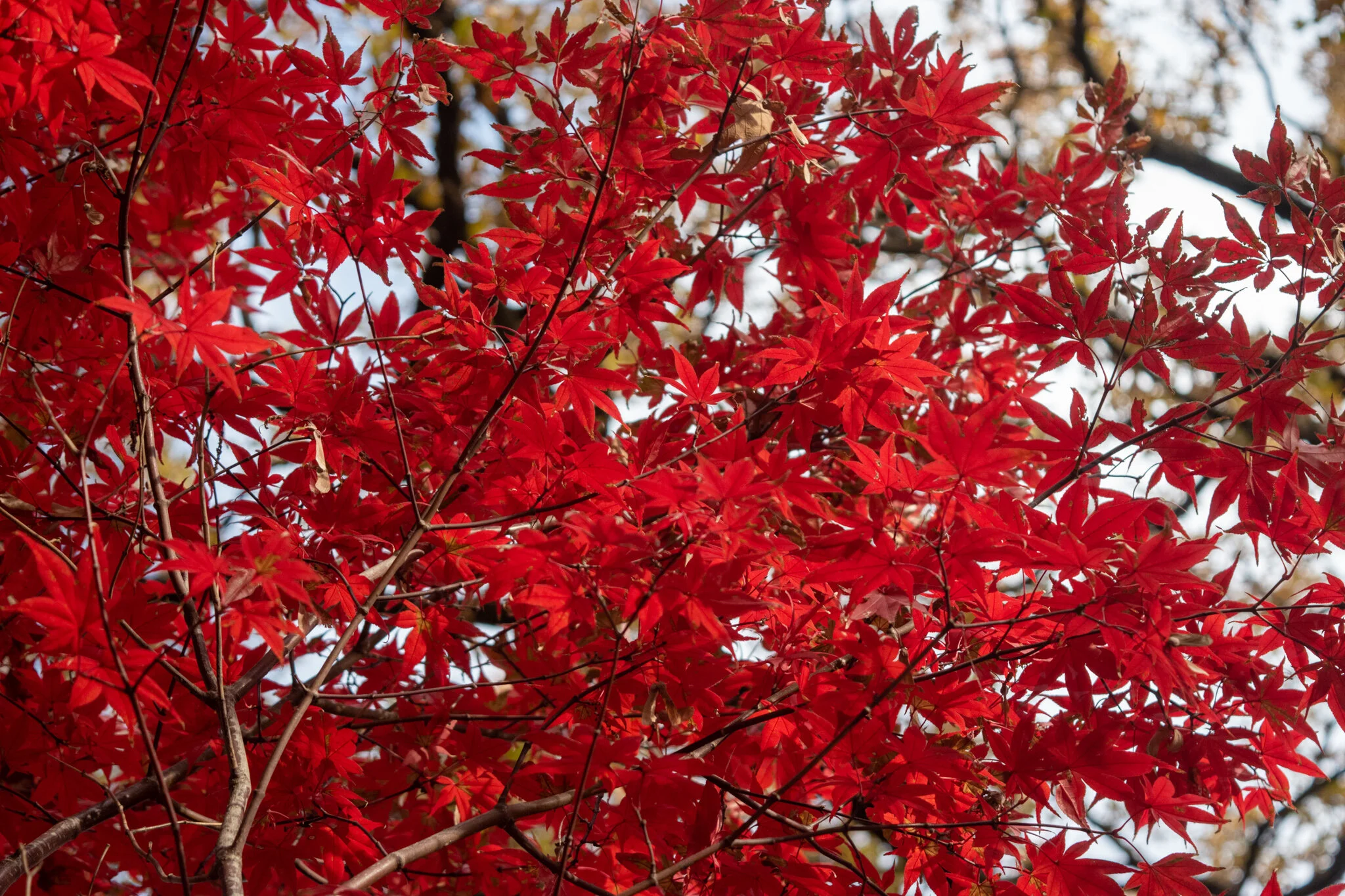 Popular Upright Japanese Maples — Metro Maples